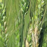 Fusarium levels in cereal and corn crops likely dropped across Alberta last year because of the drought, but it’s expected to return with wetter conditions. | File photo