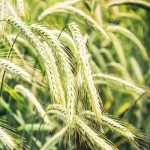Rye has been called "the best crop to grow in a dry environment" and performed well in last year's drought. | File photo