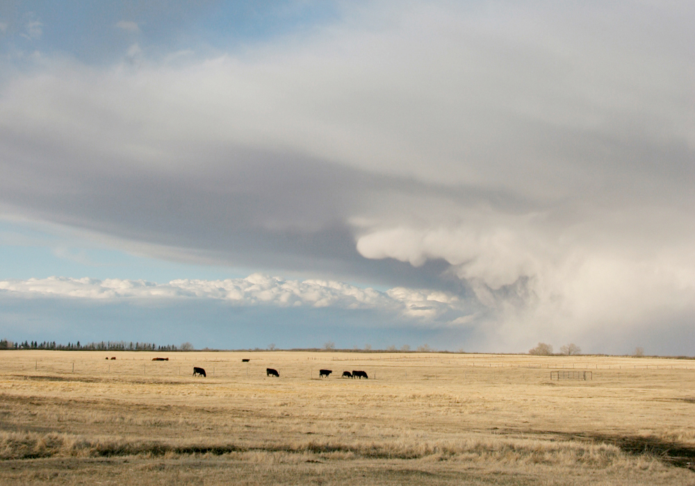 Saskatchewan Municipal Hail Insurance president Wayne Black said 77 storms in 2021 affected 254 rural municipalities and cost $132 million. | File photo