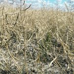 The Canola Council of Canada still believes producers can reach its target of 26 million tonnes of production by 2025, but a good growing season will be needed this year to determine how close they are getting to meeting that goal. | File photo