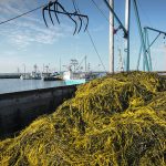 A division of Acadian Seaplants, Acadian Plant Health, uses extracts from seaweed to make bio-stimulants for crops. | Acadian Seaplants photo