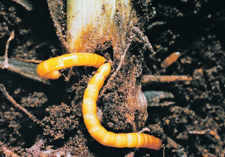 Science looks for new way to control wireworms | The Western Producer