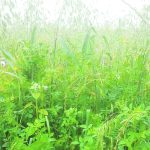 Many people expect too much from cover crops and are disappointed when the practice doesn’t work as planned. | Garry Richards photo