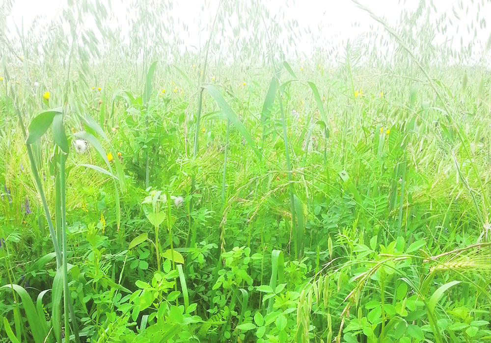 Many people expect too much from cover crops and are disappointed when the practice doesn’t work as planned. | Garry Richards photo