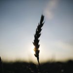 The U.S. hard red winter wheat region recently received much needed moisture, which could help ease food insecurity concerns. | Reuters/Jim Young photo