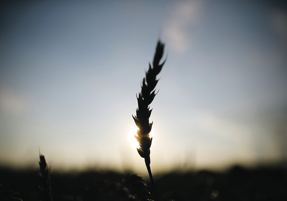 The U.S. hard red winter wheat region recently received much needed moisture, which could help ease food insecurity concerns. | Reuters/Jim Young photo