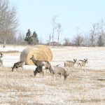 Several resolutions passed at the Saskatchewan Association of Rural Municipalities annual convention called for more hunting. | File photo