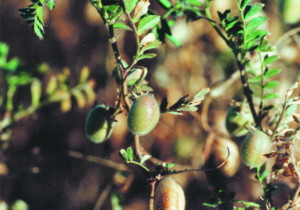 Colin Young, owner of Mid-West Grain Ltd., a chickpea processor near Moose Jaw, Sask., said Russia had been keeping kabuli prices in check early in the 2021-22 campaign. But Russia exited the market with the outbreak of war and that is making buyers anxious. | File photo