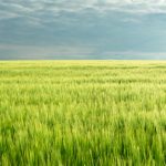 Exhilarate gives growers the upper hand