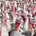 Two Ontario turkey flocks were confirmed to be infected with the bird flu on March 27-28, according to the CFIA's website listing cases in the country, but as of mid-day Tuesday, the page hasn't been updated since March 29. | File photo