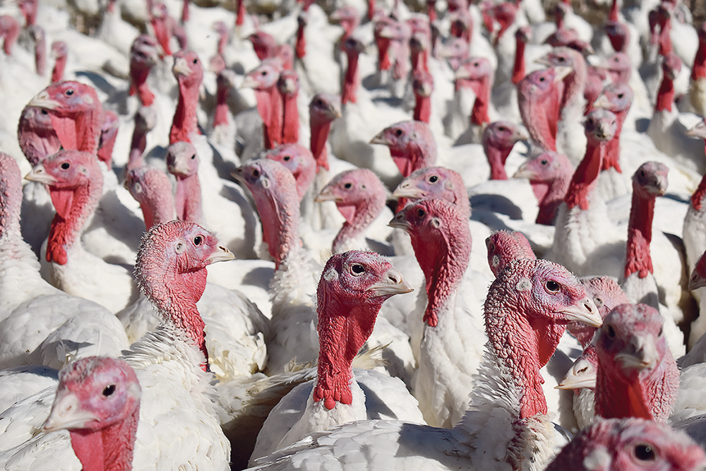 Two Ontario turkey flocks were confirmed to be infected with the bird flu on March 27-28, according to the CFIA's website listing cases in the country, but as of mid-day Tuesday, the page hasn't been updated since March 29. | File photo