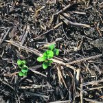 Agriculture is challenged to understand how microbes work together in the environment and how new mirobiological tools will co-exist or leverage those relationships. | Mike Raine photo