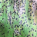 Tar spot is caused by the fungal pathogen Phyllachora maydis. It can be diagnosed by examining corn leaves for the presence of small, circular, black, tar-like spots. They have a slightly raised appearance, feel bumpy and cannot be wiped off. | USDA photo
