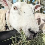 Teff hay is catching the interest of livestock producers, including sheep operations, who are attracted by the high protein for late-gestation ruminants. | Tara Klager photo