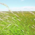 A unified classification system for grasslands can be a challenge when attempting to develop a complete inventory of resources, but satellite imagery is making it easier by producing consistent maps of different landscapes. | File photo