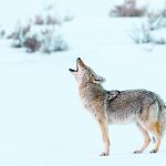 Coyote Howling in Winter