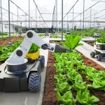Projects receiving funding through the Enhancing Automation in Controlled Environment Agriculture Farming Challenge will work to develop automation and robotic technologies to reduce time spent on labour intensive tasks and reduce costs for Controlled Environment Agriculture facilities. | Getty Images