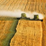 The only crops that can respond to today’s sky-high prices are in the United States, Canada, Argentina and Australia, but fierce competition is expected from other crops such as corn, soybeans and canola. | File photo