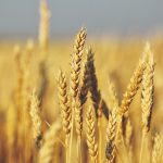 A Canadian analyst says U.S. planting intentions are a harbinger of what may happen in Western Canada this spring, a decline in spring wheat and an increase in a "plethora" of other crops is anticipated. | File photo