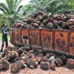 The USDA official pegged palm oil output to rise by 1.1 percent at 46 million tonnes due to favourable weather and higher prices for producers. | Reuters photo