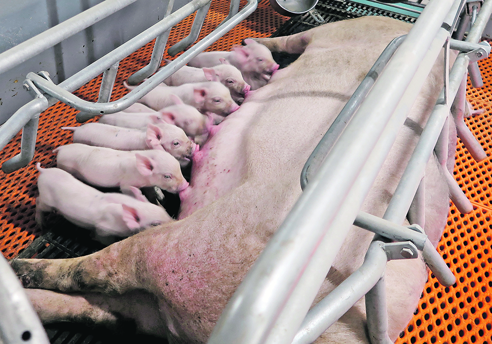An overbuilt hog herd coming out of the African swine fever crisis and declining pork demand resulting from continuing COVID-19 restrictions have hit the industry hard. | Reuters/Thomas Suen photo