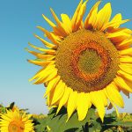 Snack food manufacturers tend to use corn oil, sunflower oil or high oleic canola oil in their products, and there are not a lot of suitable replacements for all the Black Sea sunflower oil that has been lost because of Russia’s invasion of Ukraine. | Reuters/Valentyn Ogirenko photo