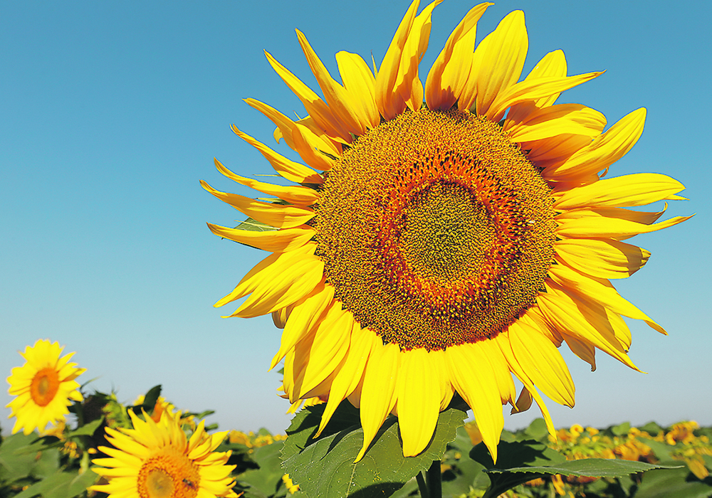 Snack food manufacturers tend to use corn oil, sunflower oil or high oleic canola oil in their products, and there are not a lot of suitable replacements for all the Black Sea sunflower oil that has been lost because of Russia’s invasion of Ukraine. | Reuters/Valentyn Ogirenko photo