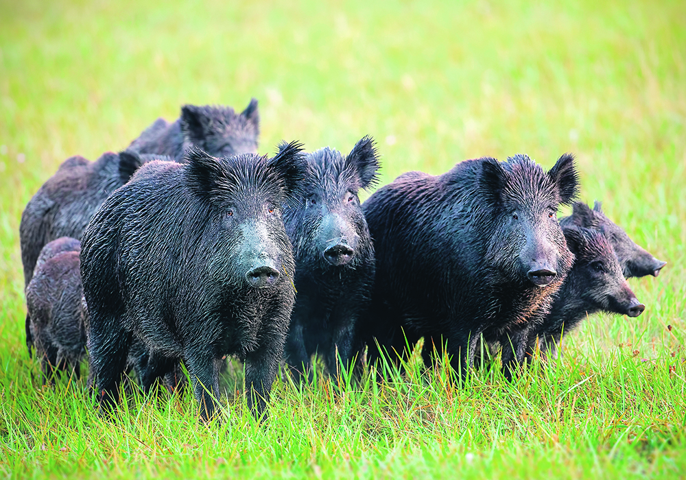 Wild pigs can have litters of six or more piglets and reproduce all year. | Getty Images
