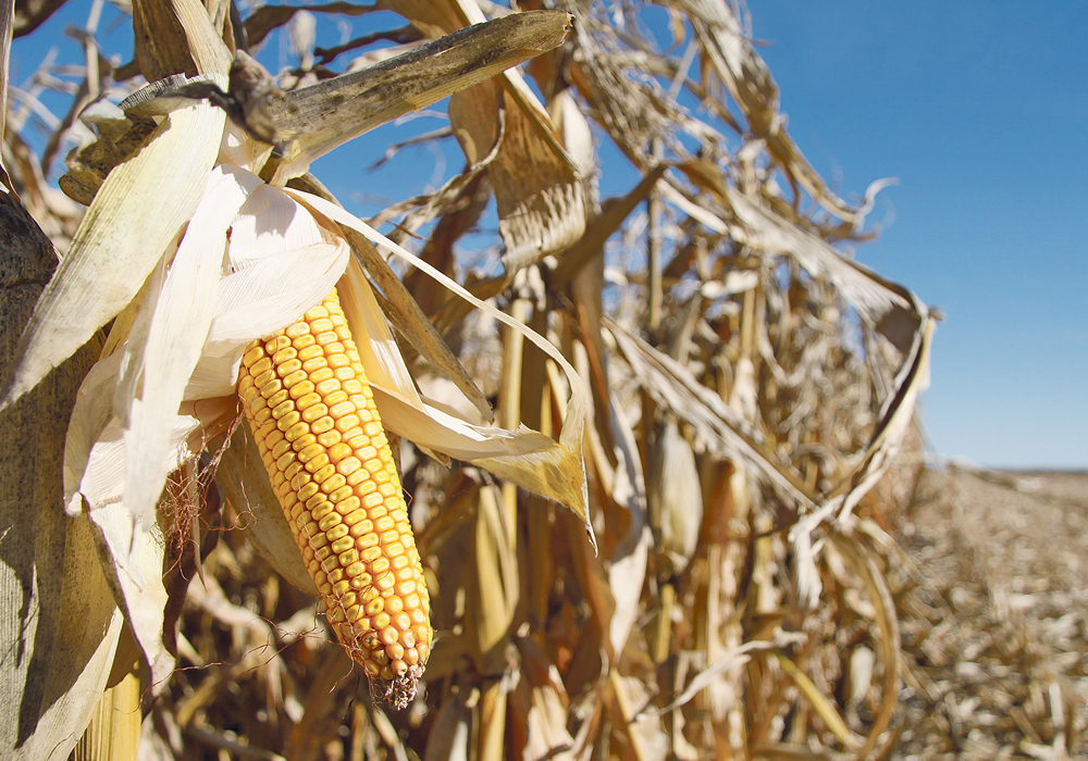 "You can boil 2022-23 down to one variable and that's U.S. corn yield," says Neil Townsend, FarmLink Marketing Solutions analyst. | File photo