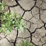 There was no new money for business risk management programs in today's budget. Budget allocations related to agriculture were largely included in the emissions reduction plan released last week. | File photo