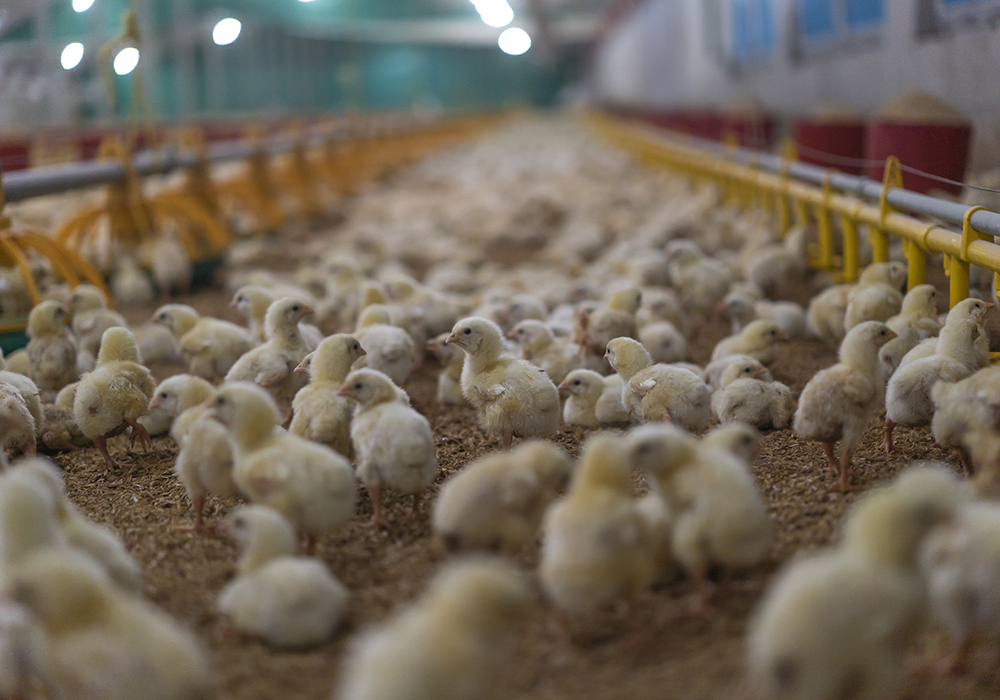 The three Alberta flocks — two in Mountain View County and one in Ponoka County — were confirmed to have cases of the highly infectious bird flu on April 6. | Getty Images