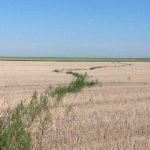 A tank mix with a lower glyphosate rate can be more economical and do a better job of managing herbicide-resistant weeds such as kochia.