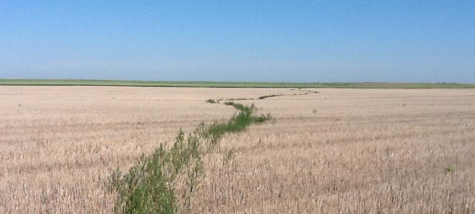 A tank mix with a lower glyphosate rate can be more economical and do a better job of managing herbicide-resistant weeds such as kochia.