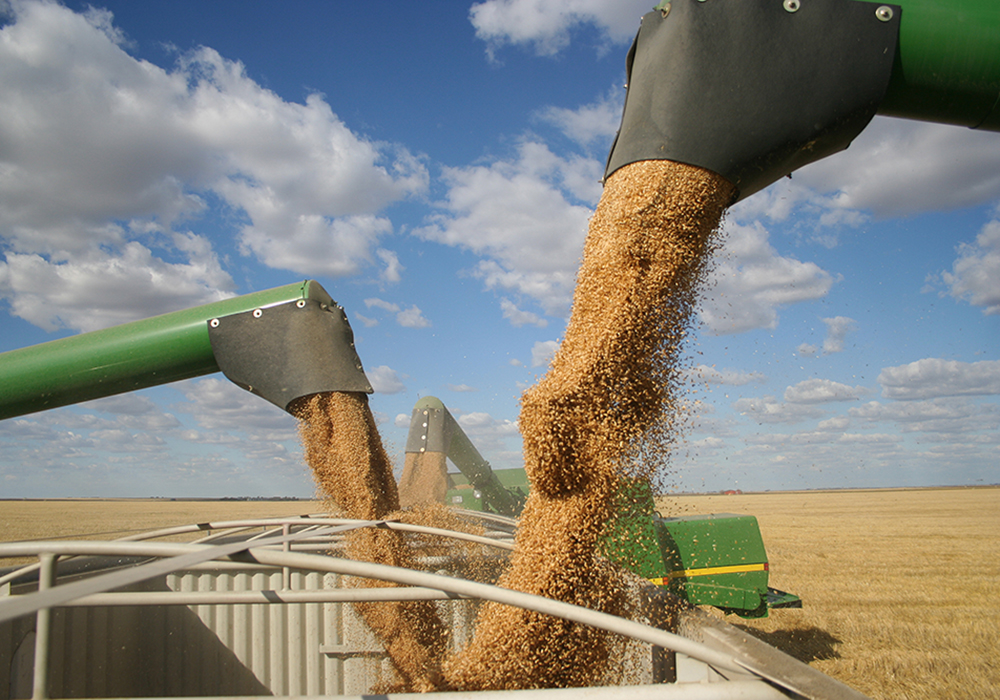A business publication controlled by the Chinese Communist Party reported on a study by China Agriculture University that determined while Canada has low wheat prices and good quality, importing Canadian wheat poses a high risk because "Canada's affairs are greatly influenced by the United States." China has become Canada's top wheat market in recent years. | Getty Images