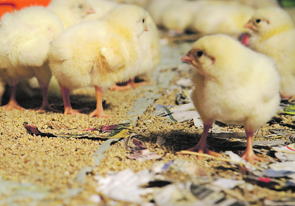 Alberta has been the hardest hit despite only confirming its first case on April 6 with 166,000 domestic poultry confirmed killed by bird flu or destroyed because of flock infection as of April 10. | File photo