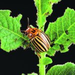 Plants face a daily dilemma; they can repair the damage and regenerate or defend themselves against further attack. Now, researchers at New York University have discovered the foundation of the relationship between this "fight or fix" connection. | USDA photo
