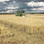 A field trial of genetically modified and gene-edited barley is due to be planted this April. The research is evaluating whether improved crop interactions with naturally occurring soil fungi promote more sustainable food production and reduce the need for synthetic nitrogen fertilizer. | NIAB/Cambridge University photo
