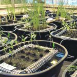 In the first season of research, selected native wetland plants were tested to evaluate effectiveness removing nitrogen, phosphorus and potassium from water in a greenhouse. Tests showed these were removed and retained 6.4 to 84.9 percent of the fertilizer. | Olds College photo