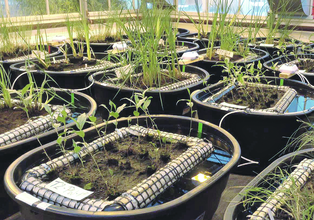 In the first season of research, selected native wetland plants were tested to evaluate effectiveness removing nitrogen, phosphorus and potassium from water in a greenhouse. Tests showed these were removed and retained 6.4 to 84.9 percent of the fertilizer. | Olds College photo
