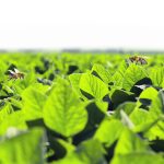 Although soybeans self-pollinate, having beneficial insects around enhances production. | WP photo illustration