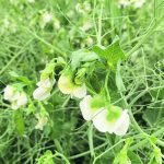 Pulses such as peas in more northern parts of the grain belt may benefit from good soil moisture from last winter’s generous snow pack. Last year’s drought does create some extra considerations for inoculants and fertilizer in drier regions. | File photo