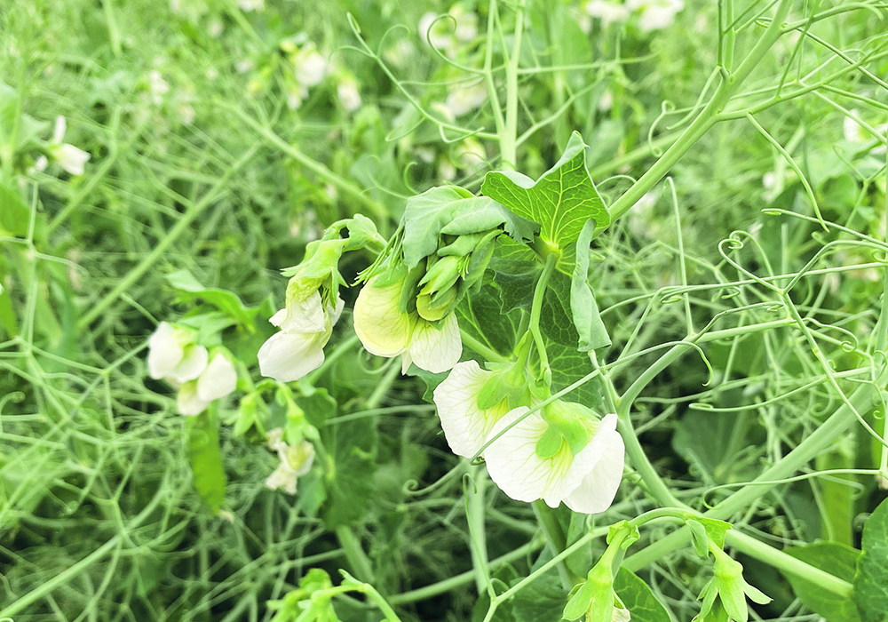 Pulses such as peas in more northern parts of the grain belt may benefit from good soil moisture from last winter’s generous snow pack. Last year’s drought does create some extra considerations for inoculants and fertilizer in drier regions. | File photo