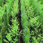Research by Melanie Reid at the University of Saskatchewan suggests a flax and chickpea intercrop system may be more resilient in drought conditions compared to mustard and yellow pea. This field in southeastern Saskatchewan is planted to flax and chickpeas. | Axten Farm photo