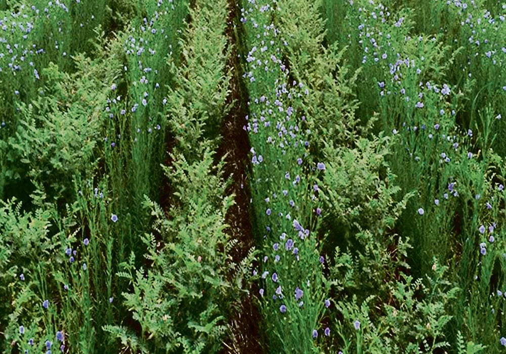 Research by Melanie Reid at the University of Saskatchewan suggests a flax and chickpea intercrop system may be more resilient in drought conditions compared to mustard and yellow pea. This field in southeastern Saskatchewan is planted to flax and chickpeas. | Axten Farm photo