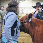 Wyatt Millar of Asquith, Sask., offers practical advice in the showmanship class during the Saskatchewan Beef Expo held in Saskatoon April 1-3. | William DeKay photo