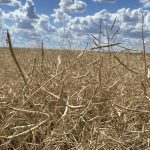 "For producers reluctant to forward contract before harvest, with last year's drought in vivid memory, a put option is worth considering," Neil Blue, provincial crops market analyst with Alberta Agriculture, said in a recent Agri-News article. | File photo