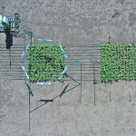 Tobacco was planted in a field with heaters set to keep their plants 5C warmer than the ambient temperature. The engineered plants produced 26 percent more biomass than the wild-type plants exposed to the same temperatures. The engineered plants also had 15 percent less yield loss under the higher temperatures than non-engineered plants. This gave the researchers insight into how to improve the yields of food crops under the same stress. | R.I.P.E./University of Illinois photo