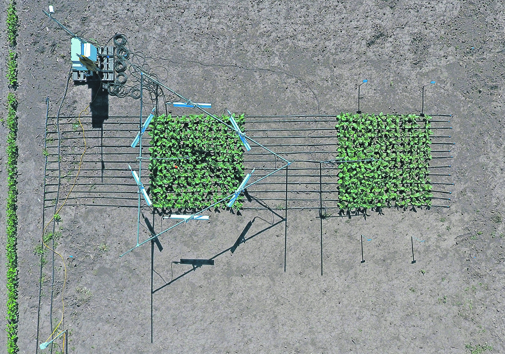 Tobacco was planted in a field with heaters set to keep their plants 5C warmer than the ambient temperature. The engineered plants produced 26 percent more biomass than the wild-type plants exposed to the same temperatures. The engineered plants also had 15 percent less yield loss under the higher temperatures than non-engineered plants. This gave the researchers insight into how to improve the yields of food crops under the same stress.  |  R.I.P.E./University of Illinois photo