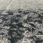 The measured effects of biochar addition on the surface soil, such as increased soil organic carbon, increased nitrogen and increased pH can improve water and nutrient holding capacities. | USDA ARS photo