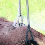 New research sheds light on the effectiveness of administering pain control products to calves after they have been branded. | File photo